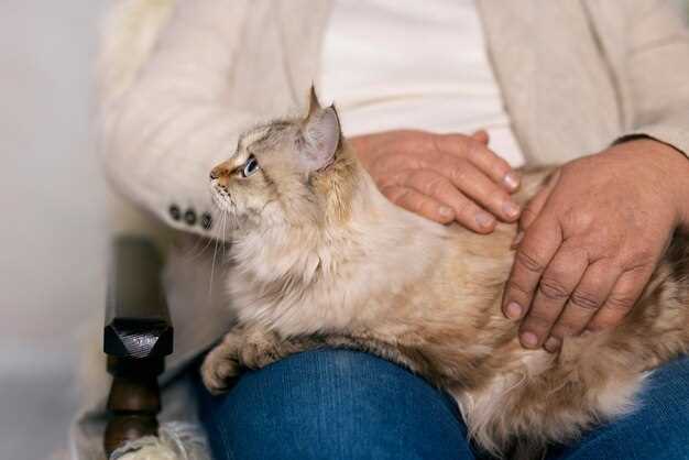 Эффективные методы лечения лишая, переданного от кошки человеку