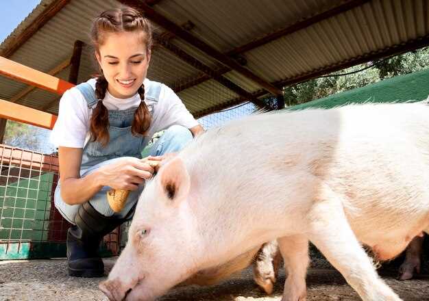 Лечение и контроль болезни рожа у свиней