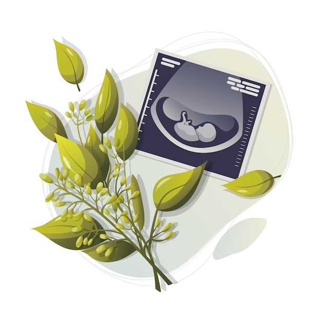 Этапы развития эмбриона и их отражение на ультразвуке
