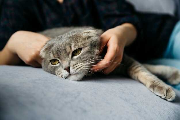 Какие приметы и символы сопровождают поведение котов при проявлении привязанности к личным запахам хозяев
